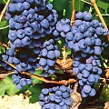 Виноград Мускат Блау Виноград Мускат Блау