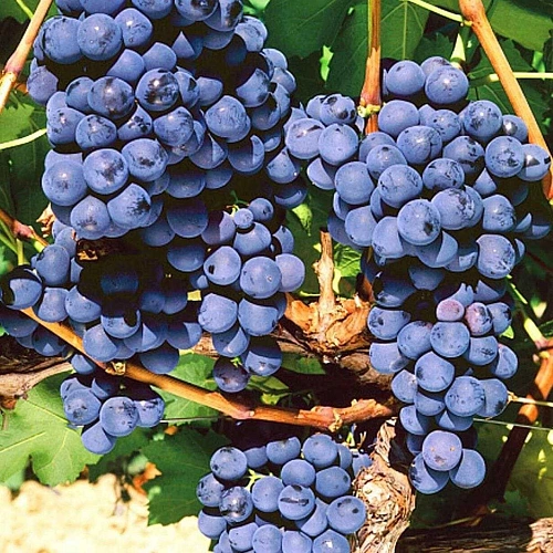 Виноград Мускат Блау Виноград Мускат Блау