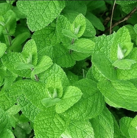 Мята Черная Смородина С2