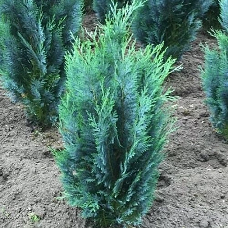 Кипарисовик Ван Петс Блю (Van Pets Blue) Лавсона 20 - 30 см