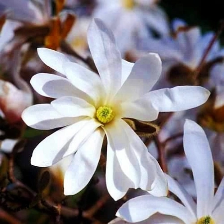 Магнолия Stellata (звездчатая) 100-120 см
