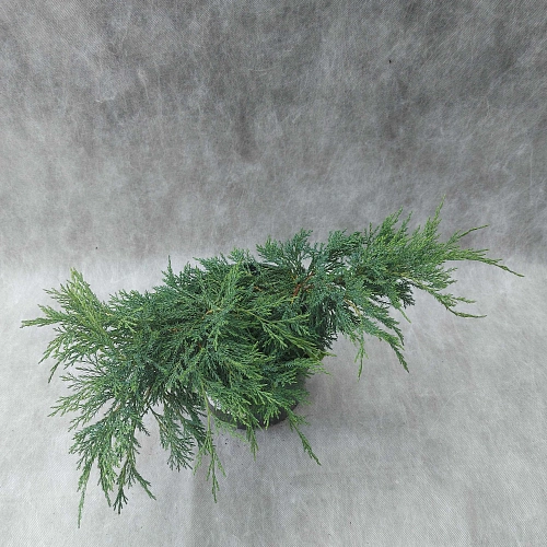 Можжевельник Блю Дануб (Blue Danube) казацкий С3 30-40 см Можжевельник Блю Дануб (Blue Danube) казацкий С3 30-40 см