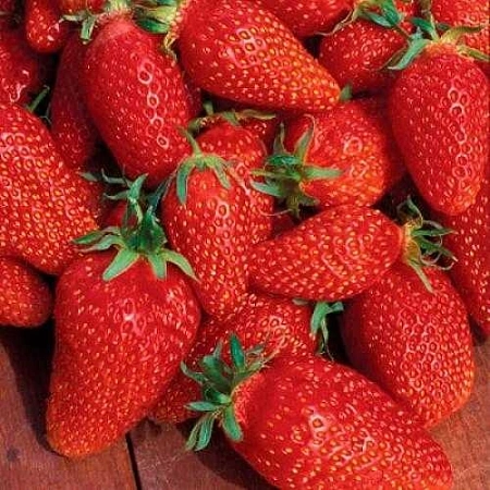 Клубника Лючия