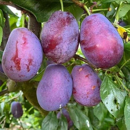 Слива Волат