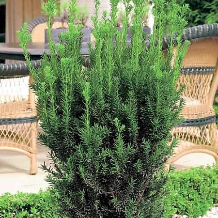 Тис Хилли средний 20-30 см