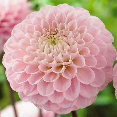 Георгина Wizard of Oz (1 шт. в уп.)