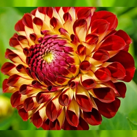 Георгина Ball Jowey joshua