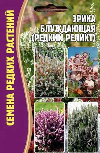Эрика блуждающая (редкий реликт), 15 шт (Ред сем) Эрика блуждающая (редкий реликт), 15 шт (Ред сем)