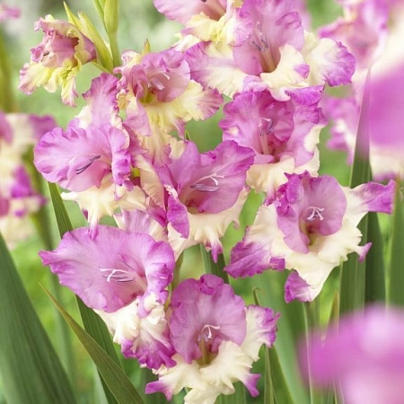 Гладиолус Butterfly Maggie Гладиолус Butterfly Maggie