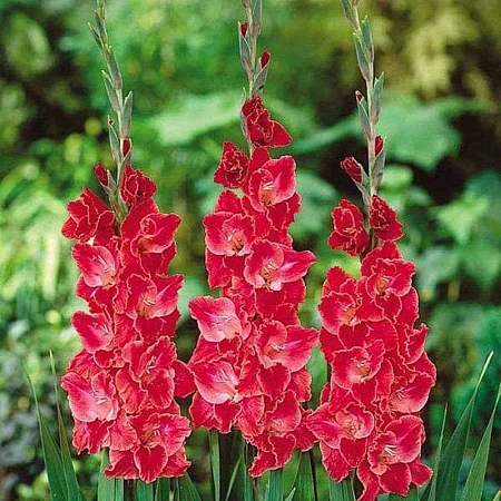 Гладиолус After Shock (уп. 7 шт)