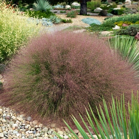 Мюленбергия ревершона Undaunted