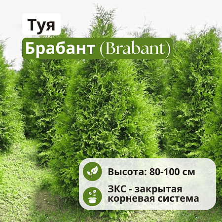 Туя западная Брабант (Brabant) C5 80-100 см