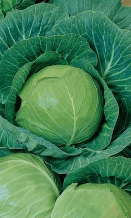 Капуста белокочанная Санькина любовь F1 (УД) Капуста белокочанная Санькина любовь F1 (УД)