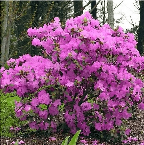 Рододендрон PJM Elit C2 Рододендрон PJM Elit C2