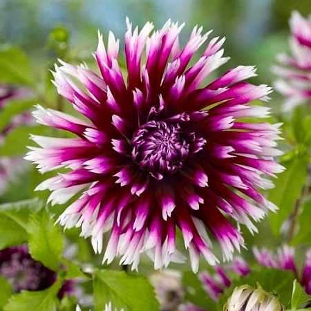 Георгина Alauna Clair Obscur (1 шт. в уп.)