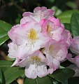 Рододендрон Brigitte 25-30 см Рододендрон Brigitte 25-30 см