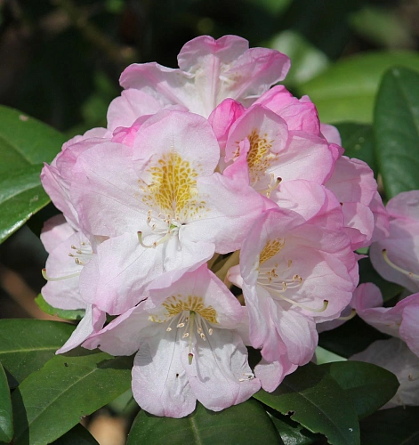 Рододендрон Brigitte 25-30 см Рододендрон Brigitte 25-30 см