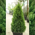 Туя Смарагд (Smaragd) западная С5 80-100 см Туя Смарагд (Smaragd) западная С5 80-100 см