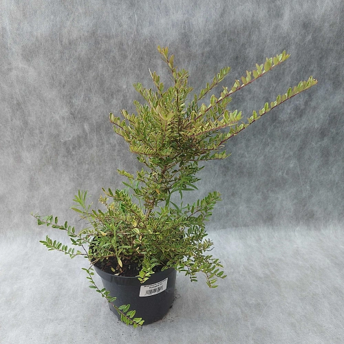 Жимолость шапочная Variegata Жимолость шапочная Variegata