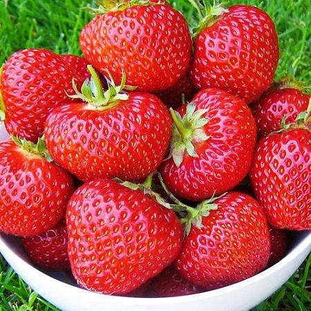 Клубника Фенелла