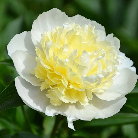 Пион Laura Dessert (1 шт. в уп.)