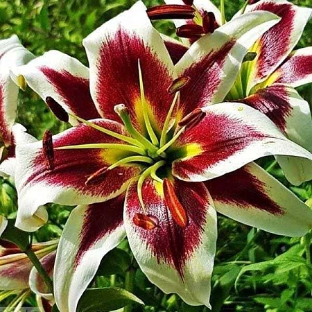 Лилия Beverly Dreams (1 шт. в уп.)