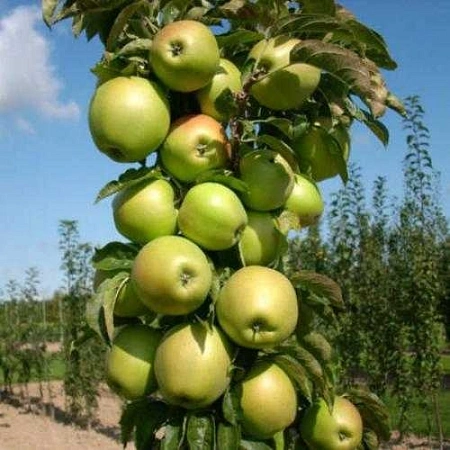 Яблоня Болеро (колоновидная)