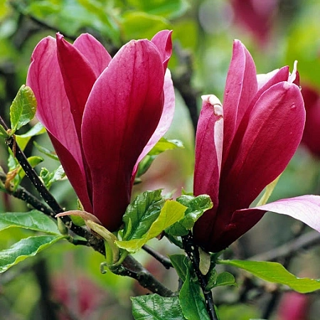 Магнолия liliflora Nigra 120-140 см