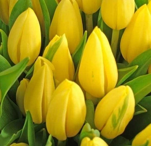 Тюльпан Strong Gold (5 шт. в уп.) Тюльпан Strong Gold (5 шт. в уп.)