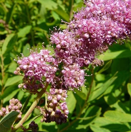 Спирея Menziesii японская 40-60 см