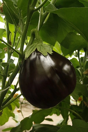 Баклажан Генеральский 20 шт (УД) Баклажан Генеральский 20 шт (УД)