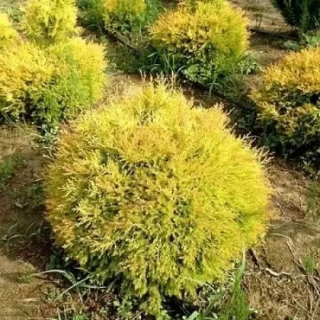 Туя западная Глобоза Ауреа (Globosa Aurea) С3