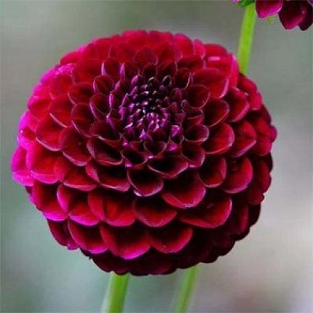 Георгина Natal Георгина Natal