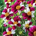 Георгина Twyning's Smartie Георгина Twyning's Smartie
