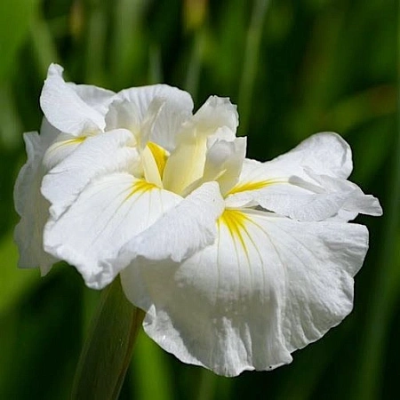 Ирис Ensata Gold Bound (1 шт. в уп.)