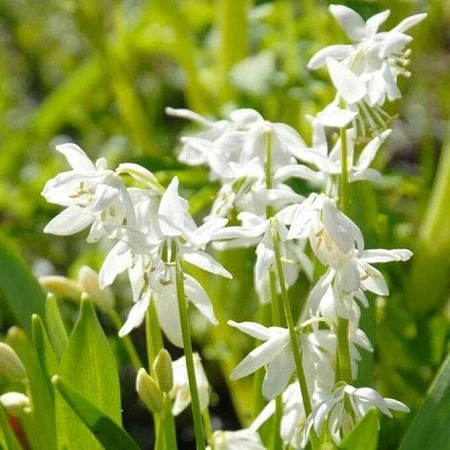 Сцилла Siberica Alba (10 шт. в уп.)