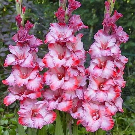 Гладиолус Greyhound (5 шт. в уп.)