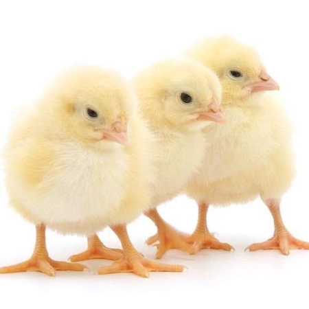 Комбикорм для цыплят ПК 5-2, 10 кг