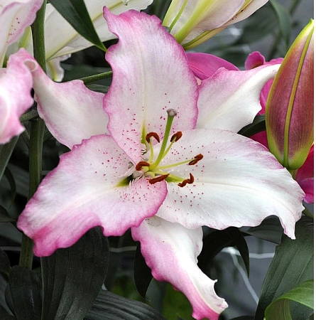 Лилия Brasilia (3 шт. в уп.)