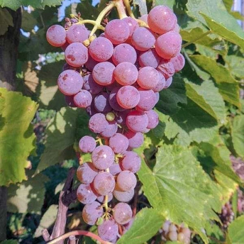 Виноград Рилайнс Виноград Рилайнс