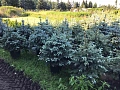 Ель голубая Бэби Блю 100-120 cм Ель голубая Бэби Блю 100-120 cм