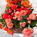 Бегония Cascade Odorosa Sweet Pink (2 шт. в уп.) Бегония Cascade Odorosa Sweet Pink (2 шт. в уп.)