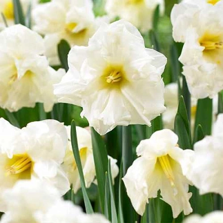 Нарцисс Colblanc (3 шт. в уп.)