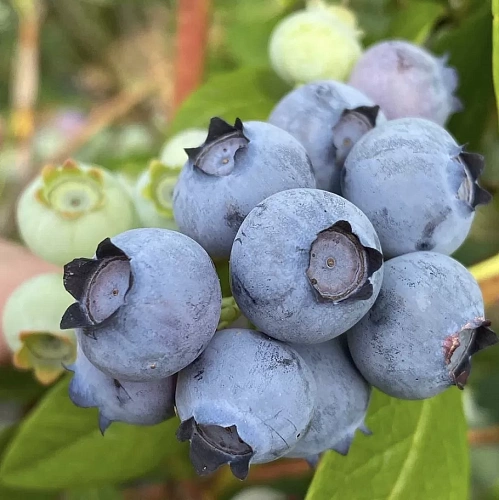 Голубика Цукер траубе С2 Голубика Цукер траубе С2