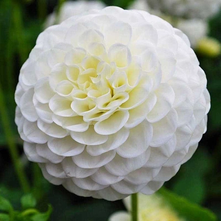 Георгина White Aster (уп. 1 шт)