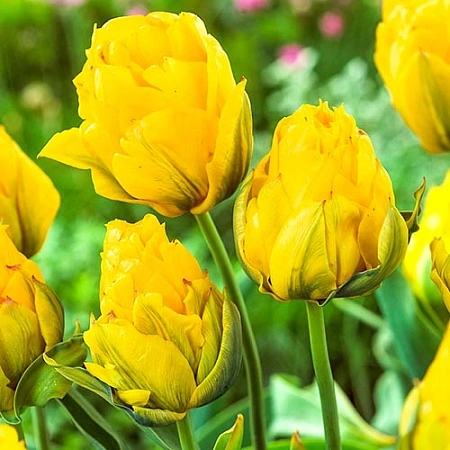 Тюльпан Monte Peony (5 шт. в уп.)