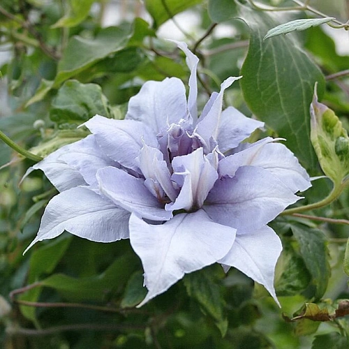 Клематис Yvette Houry (Иветта Хаури) Клематис Yvette Houry (Иветта Хаури)