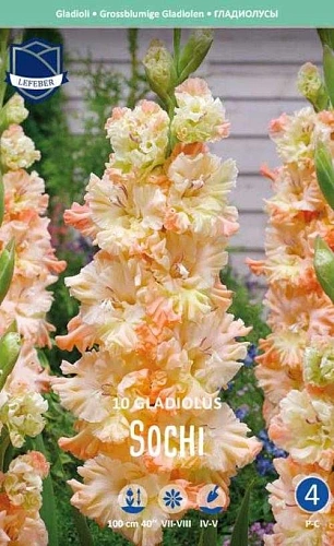 Гладиолус Sochi, 10 шт (Lefeber) Гладиолус Sochi, 10 шт (Lefeber)