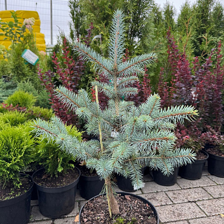 Ель голубая колючая Эдит (Edith) 30-40 см