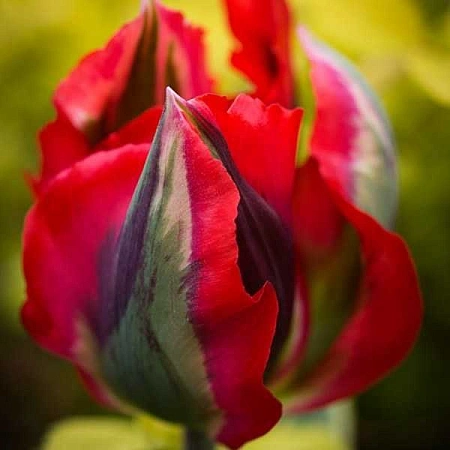 Тюльпан Hollywood